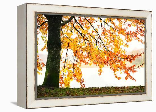 Golden Leaves-Philippe Sainte-Laudy-Framed Premier Image Canvas