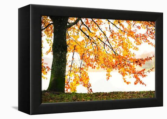 Golden Leaves-Philippe Sainte-Laudy-Framed Premier Image Canvas