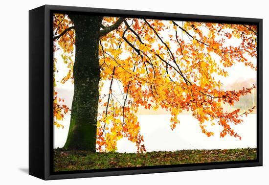 Golden Leaves-Philippe Sainte-Laudy-Framed Premier Image Canvas