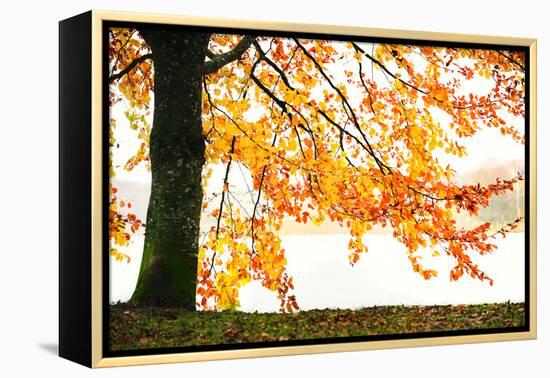 Golden Leaves-Philippe Sainte-Laudy-Framed Premier Image Canvas