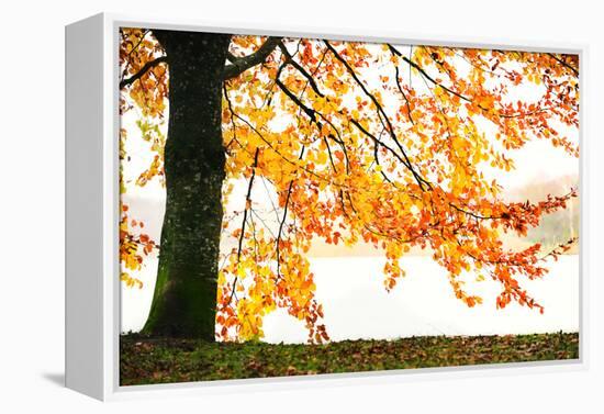 Golden Leaves-Philippe Sainte-Laudy-Framed Premier Image Canvas