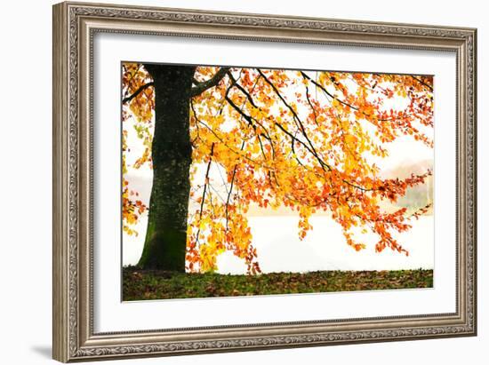 Golden Leaves-Philippe Sainte-Laudy-Framed Photographic Print