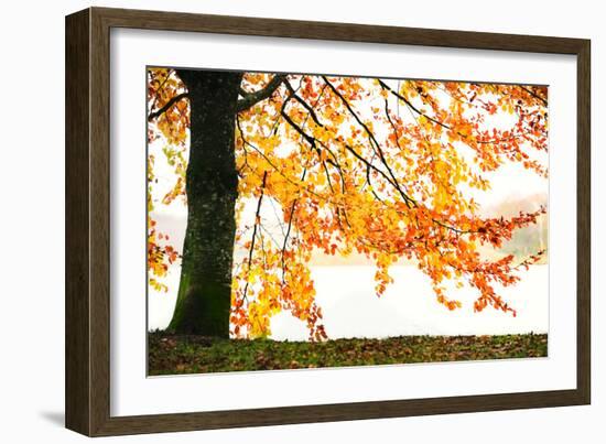 Golden Leaves-Philippe Sainte-Laudy-Framed Photographic Print