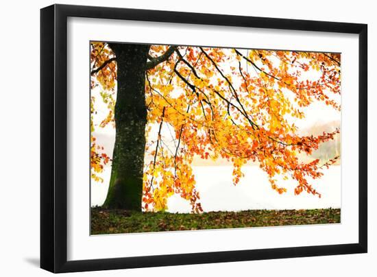 Golden Leaves-Philippe Sainte-Laudy-Framed Photographic Print