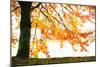 Golden Leaves-Philippe Sainte-Laudy-Mounted Photographic Print