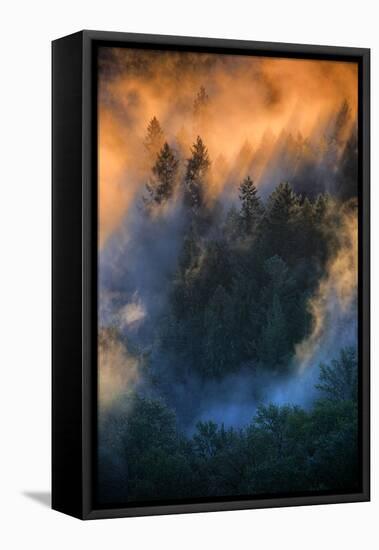 Golden Light Beams & Fog Abstract Mount Hood Wilderness Sandy Oregon Pacific Northwest-Vincent James-Framed Premier Image Canvas