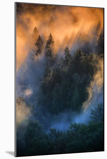 Golden Light Beams & Fog Abstract Mount Hood Wilderness Sandy Oregon Pacific Northwest-Vincent James-Mounted Photographic Print