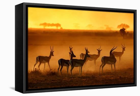 Golden Light-Mathilde Guillemot-Framed Premier Image Canvas