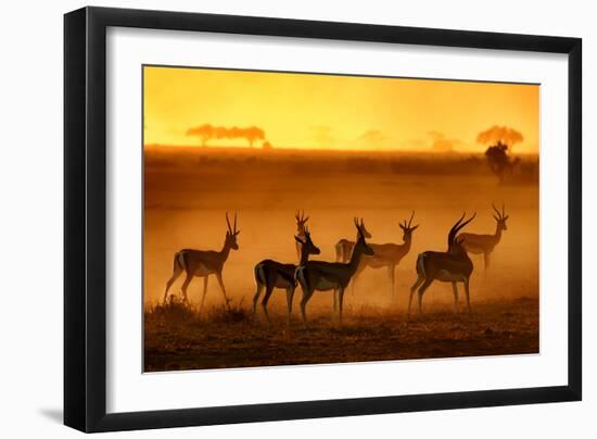 Golden Light-Mathilde Guillemot-Framed Photographic Print