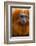 Golden Lion Tamarin (Leontopithecus Rosalia) Captive, Occurs in the Atlantic Rainforest of Brazil-Edwin Giesbers-Framed Photographic Print