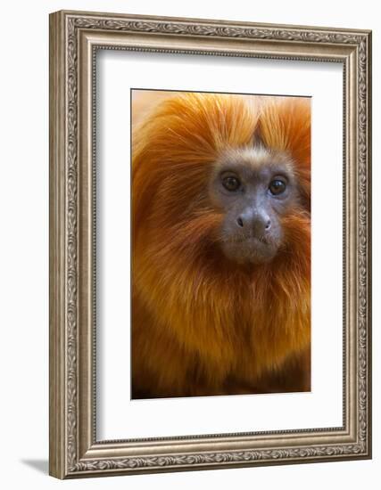 Golden Lion Tamarin (Leontopithecus Rosalia) Captive, Occurs in the Atlantic Rainforest of Brazil-Edwin Giesbers-Framed Photographic Print