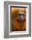 Golden Lion Tamarin (Leontopithecus Rosalia) Captive, Occurs in the Atlantic Rainforest of Brazil-Edwin Giesbers-Framed Photographic Print