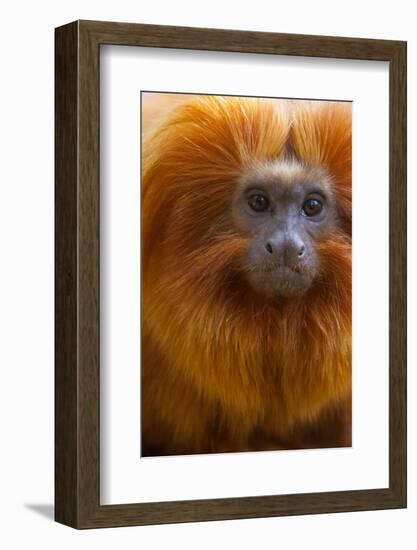 Golden Lion Tamarin (Leontopithecus Rosalia) Captive, Occurs in the Atlantic Rainforest of Brazil-Edwin Giesbers-Framed Photographic Print