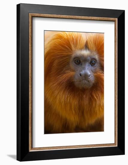 Golden Lion Tamarin (Leontopithecus Rosalia) Captive, Occurs in the Atlantic Rainforest of Brazil-Edwin Giesbers-Framed Photographic Print