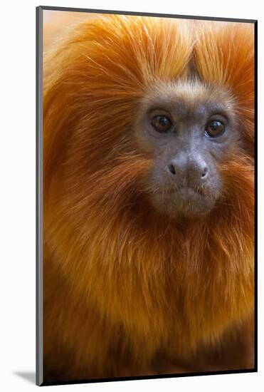 Golden Lion Tamarin (Leontopithecus Rosalia) Captive, Occurs in the Atlantic Rainforest of Brazil-Edwin Giesbers-Mounted Photographic Print