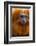 Golden Lion Tamarin (Leontopithecus Rosalia) Captive, Occurs in the Atlantic Rainforest of Brazil-Edwin Giesbers-Framed Photographic Print