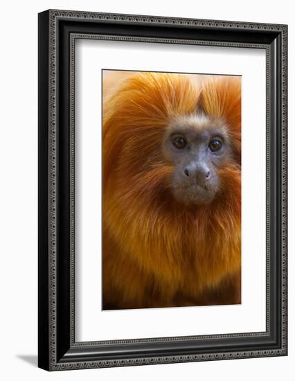 Golden Lion Tamarin (Leontopithecus Rosalia) Captive, Occurs in the Atlantic Rainforest of Brazil-Edwin Giesbers-Framed Photographic Print