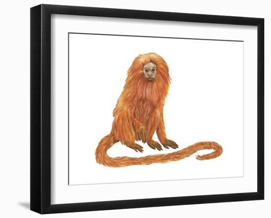 Golden Lion Tamarin or Golden Lion Marmoset (Leontideus Rosalia), Mammals-Encyclopaedia Britannica-Framed Art Print