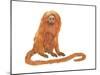 Golden Lion Tamarin or Golden Lion Marmoset (Leontideus Rosalia), Mammals-Encyclopaedia Britannica-Mounted Art Print