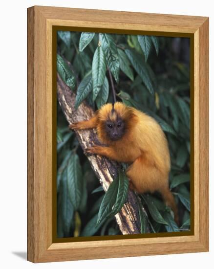 Golden Lion Tamarin-Tony Heald-Framed Premier Image Canvas