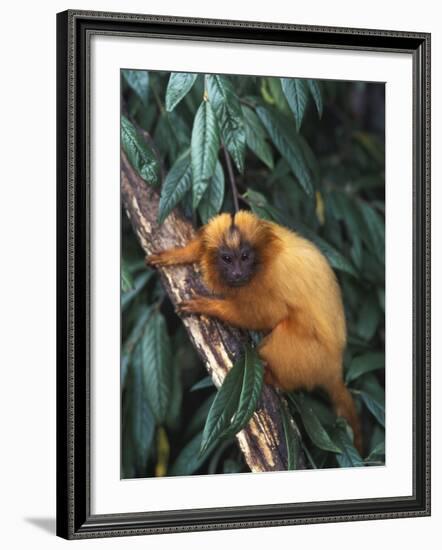 Golden Lion Tamarin-Tony Heald-Framed Photographic Print