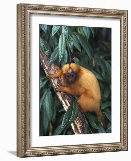 Golden Lion Tamarin-Tony Heald-Framed Photographic Print