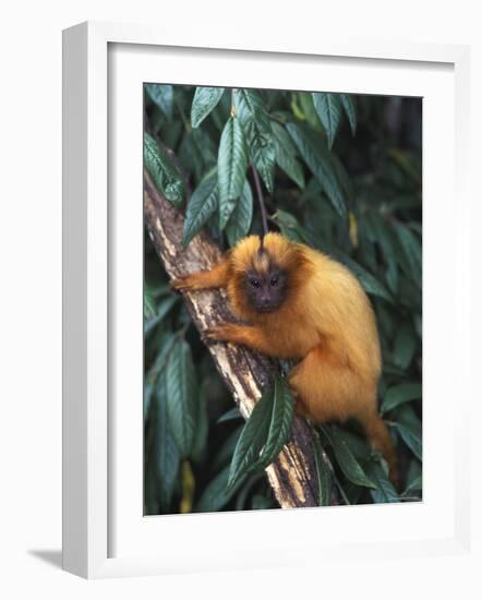 Golden Lion Tamarin-Tony Heald-Framed Photographic Print