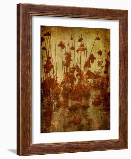 Golden Lotus-Lydia Marano-Framed Photographic Print