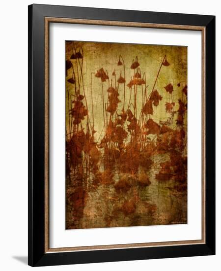 Golden Lotus-Lydia Marano-Framed Photographic Print