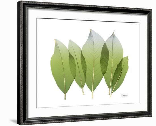 Golden Magnolia Leaf-Albert Koetsier-Framed Photo