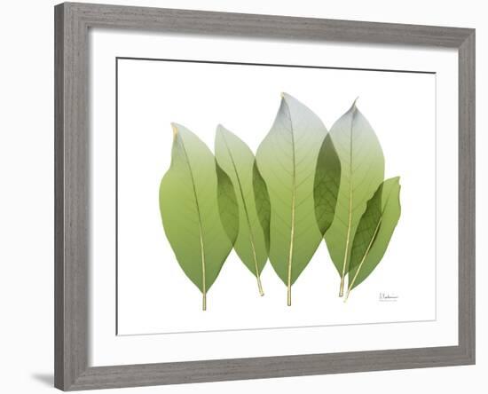 Golden Magnolia Leaf-Albert Koetsier-Framed Photo
