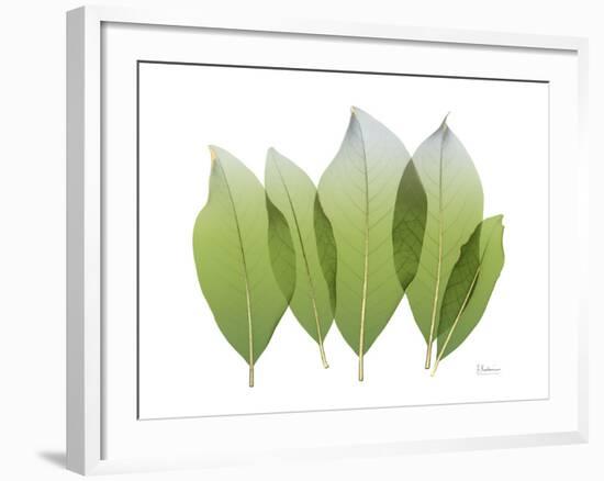 Golden Magnolia Leaf-Albert Koetsier-Framed Photo