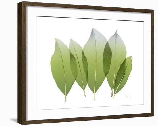 Golden Magnolia Leaf-Albert Koetsier-Framed Photo