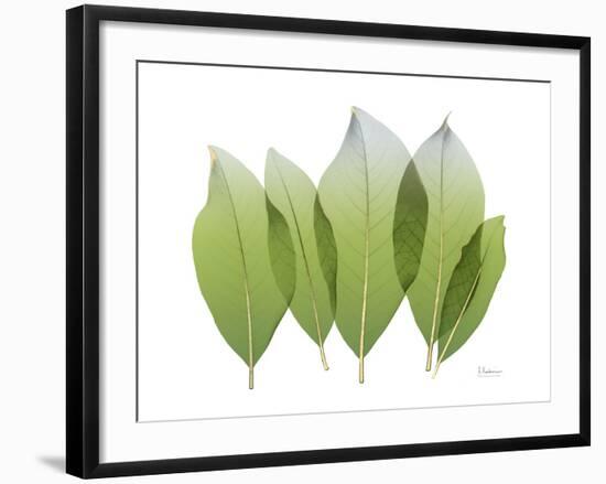 Golden Magnolia Leaf-Albert Koetsier-Framed Photo