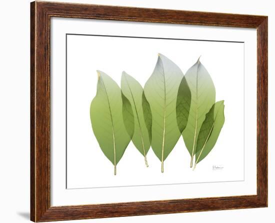 Golden Magnolia Leaf-Albert Koetsier-Framed Photo