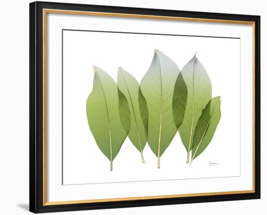 Golden Magnolia Leaf-Albert Koetsier-Framed Photo