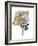 Golden Magnolia-Jesse Keith-Framed Art Print