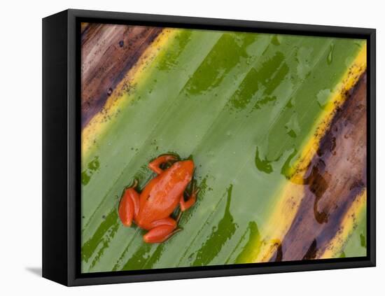 Golden Mantella Frog on Leaf, Madagascar-Edwin Giesbers-Framed Premier Image Canvas