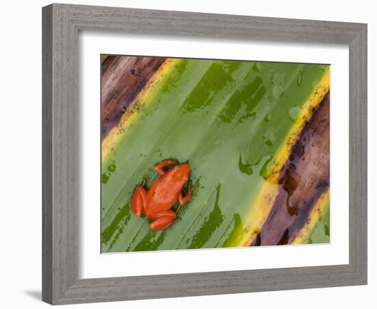 Golden Mantella Frog on Leaf, Madagascar-Edwin Giesbers-Framed Photographic Print