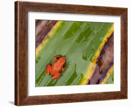 Golden Mantella Frog on Leaf, Madagascar-Edwin Giesbers-Framed Photographic Print