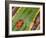 Golden Mantella Frog on Leaf, Madagascar-Edwin Giesbers-Framed Photographic Print
