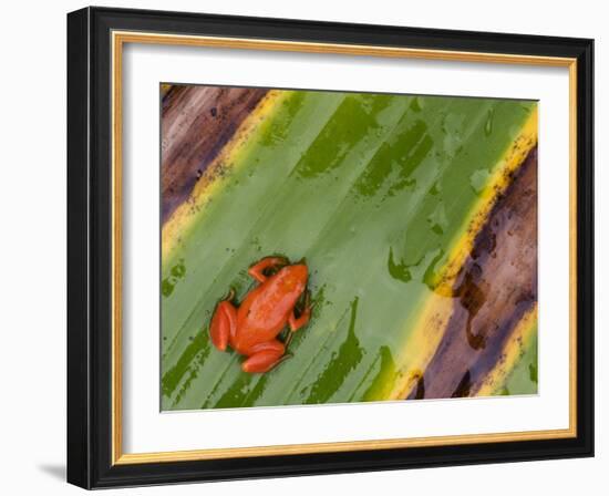 Golden Mantella Frog on Leaf, Madagascar-Edwin Giesbers-Framed Photographic Print