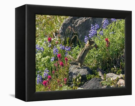 Golden-mantled Ground Squirrel Feeding-Bob Gibbons-Framed Premier Image Canvas