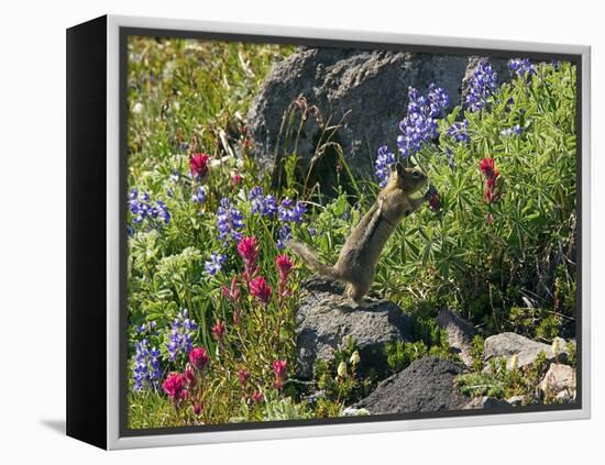 Golden-mantled Ground Squirrel Feeding-Bob Gibbons-Framed Premier Image Canvas