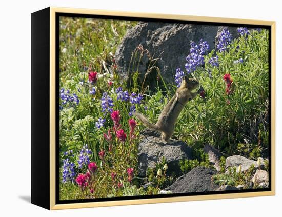 Golden-mantled Ground Squirrel Feeding-Bob Gibbons-Framed Premier Image Canvas