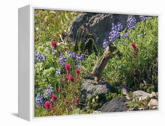 Golden-mantled Ground Squirrel Feeding-Bob Gibbons-Framed Premier Image Canvas