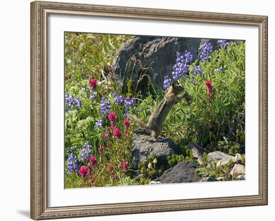 Golden-mantled Ground Squirrel Feeding-Bob Gibbons-Framed Photographic Print