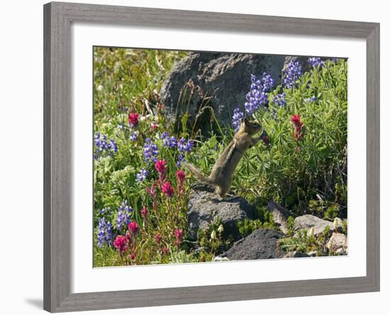 Golden-mantled Ground Squirrel Feeding-Bob Gibbons-Framed Photographic Print