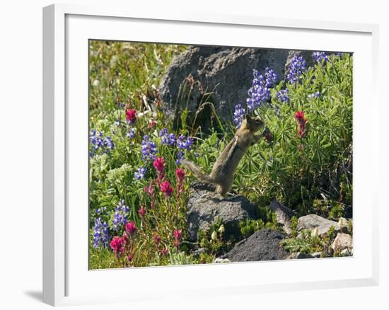 Golden-mantled Ground Squirrel Feeding-Bob Gibbons-Framed Photographic Print