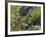 Golden-mantled Ground Squirrel Feeding-Bob Gibbons-Framed Photographic Print